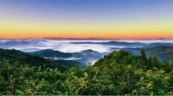 云南省政府：提出到2022年，实现全省茶园全部绿色化，有机茶园面积全国第一