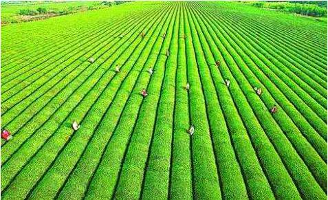 生物农药已成为全球农药发展的新趋势