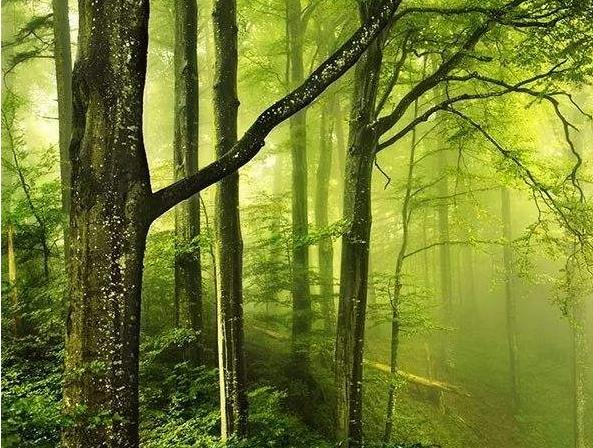 国家林业等四部门发布关于促进森林康养产业发展的意见