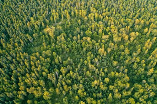 2023年生态林业补贴政策